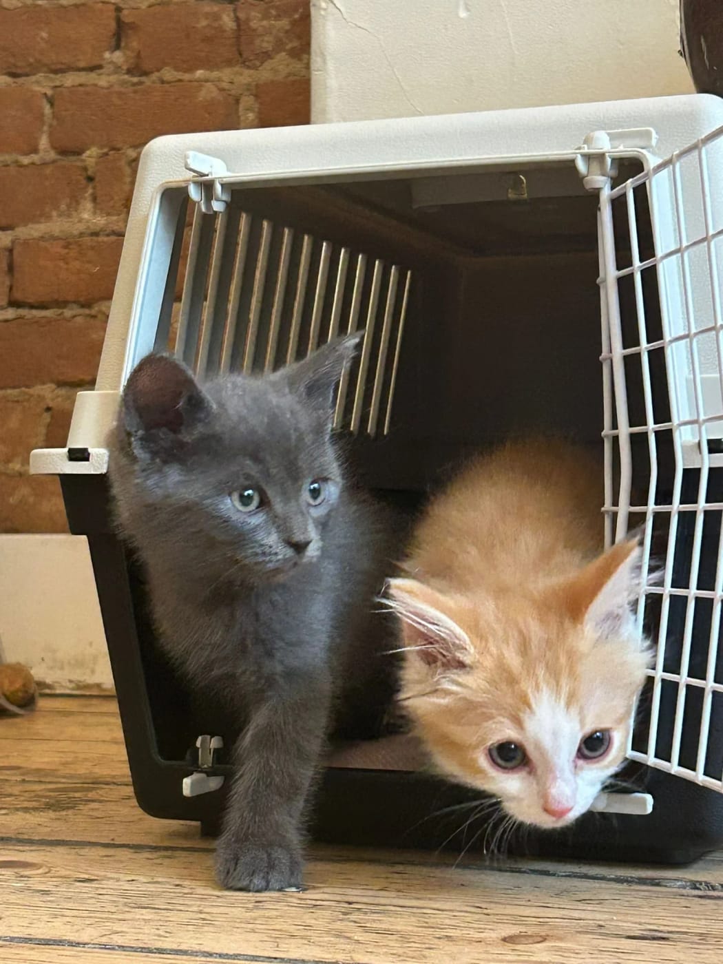 De kittens Beer en Loki stappen uit hun reismandje