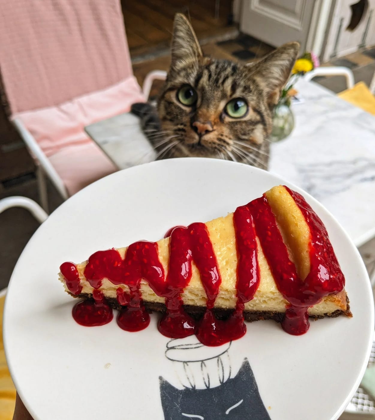 Cheesecake met frambozencoulis, met een kat die meekijkt