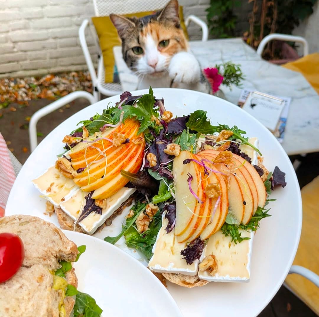 Toast met brie, sla, appel en walnoten, met Spruit op de achtergrond